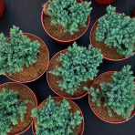 Borievka šupinatá (Juniperus squamata) ´BLUE STAR´ - ∅ 10-15 cm, kont. C3L